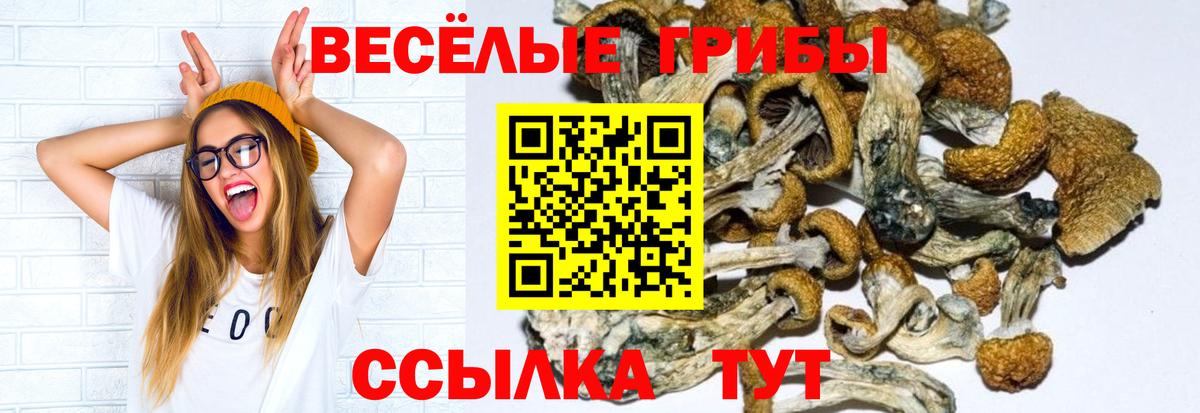 Бор  Галлюциногенные грибы Psilocybine cubensis  Вход с VPN 